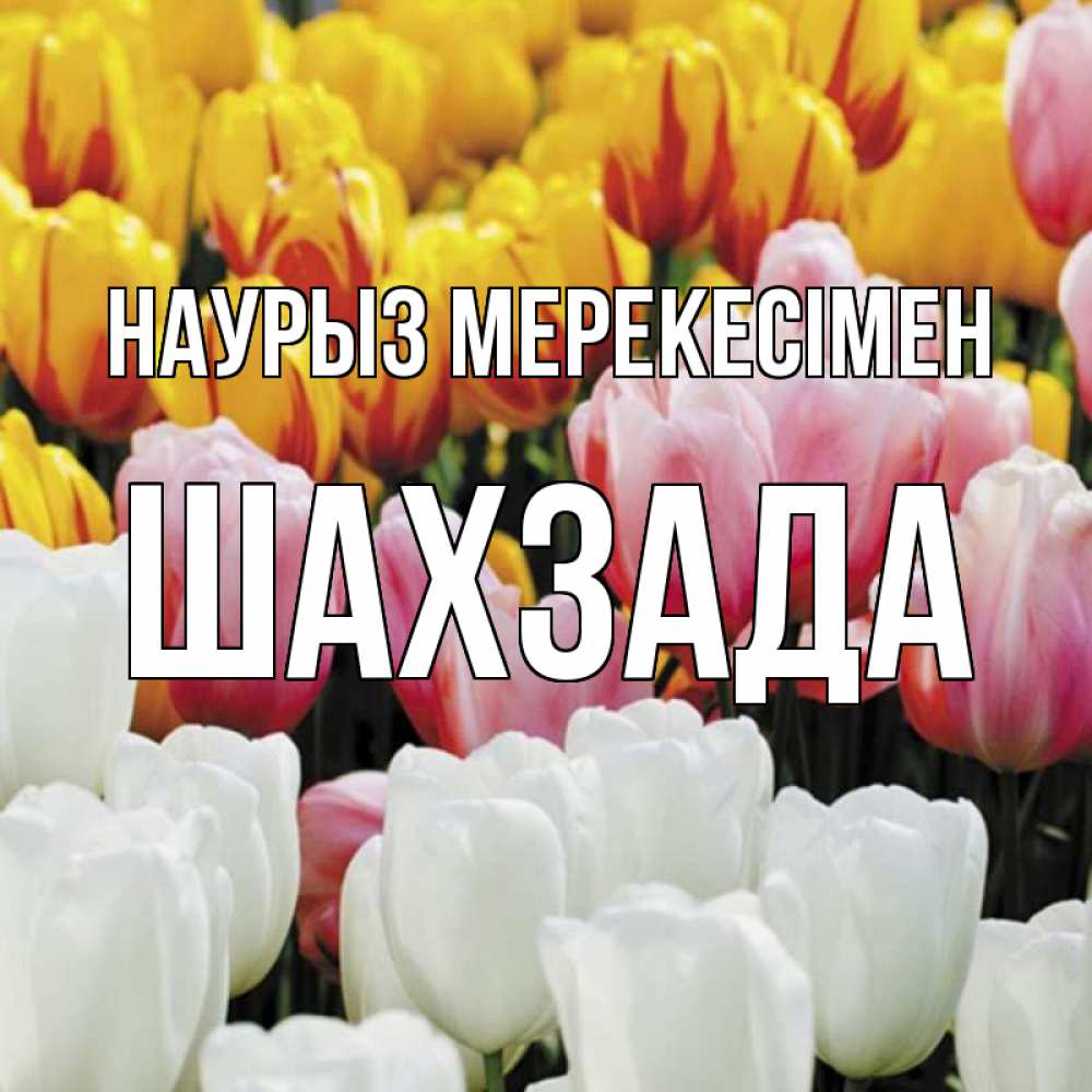 Күн сайын ашық хат с именем, ШАХЗАДА Наурыз мерекесімен разноцветные цветы Онлайн тегін жүктеп алу тілектері бар керемет карта 