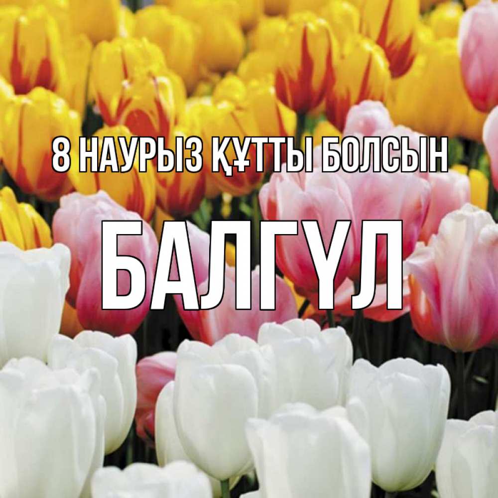 Күн сайын ашық хат с именем, БАЛГҮЛ 8 наурыз құтты болсын разноцветные цветы Онлайн тегін жүктеп алу тілектері бар керемет карта 