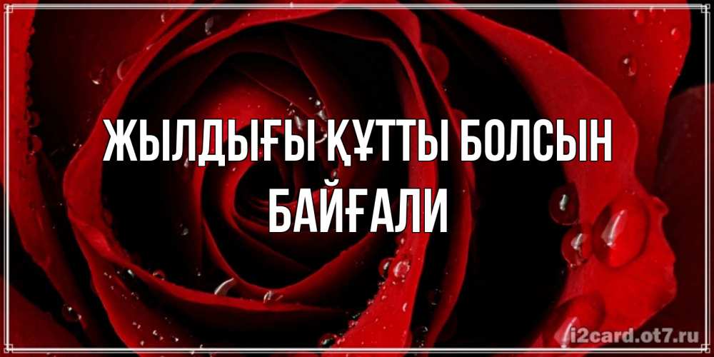 Күн сайын ашық хат с именем, Байғали Жылдығы құтты болсын крупная бордовая роза Онлайн тегін жүктеп алу тілектері бар керемет карта 