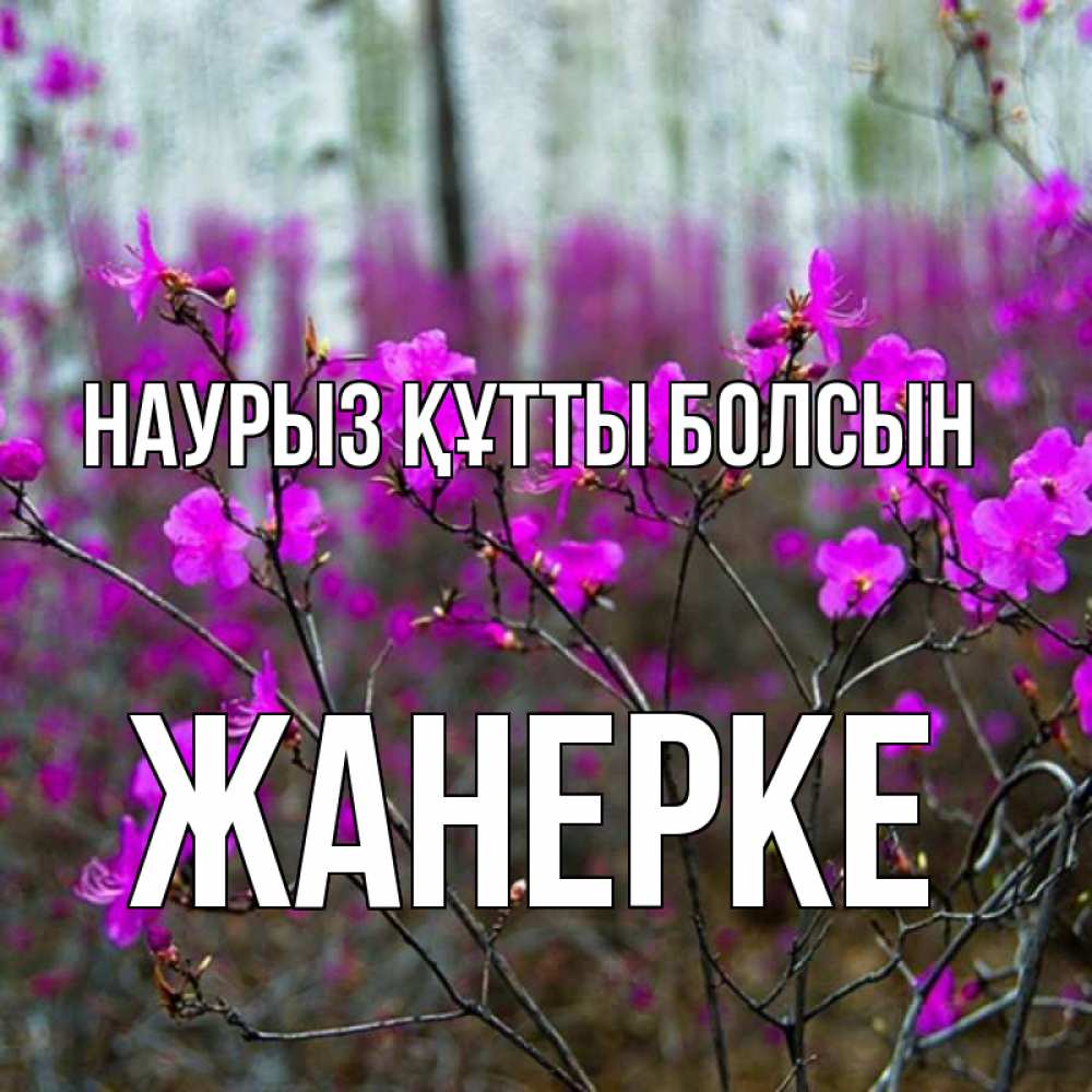 Күн сайын ашық хат с именем, ЖАНЕРКЕ Наурыз құтты болсын дикие цветы Онлайн тегін жүктеп алу тілектері бар керемет карта 