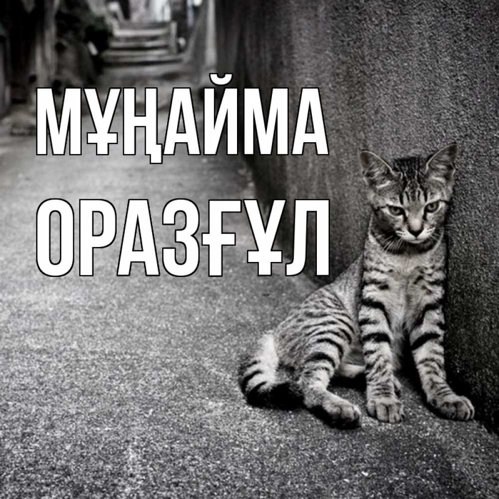 Күн сайын ашық хат с именем, ОРАЗҒҰЛ Мұңайма скучающий котик Онлайн тегін жүктеп алу тілектері бар керемет карта 