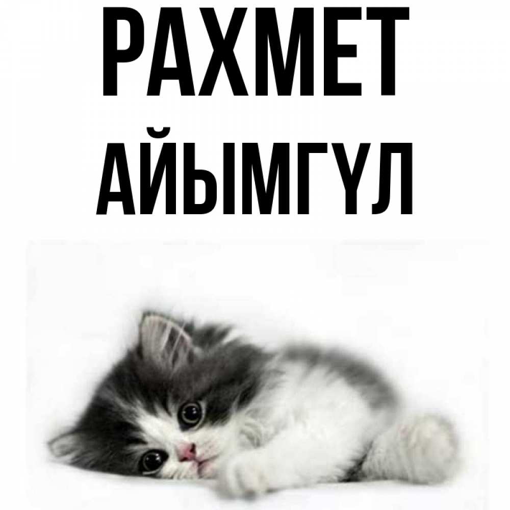 Күн сайын ашық хат с именем, АЙЫМГҮЛ рахмет черный и белый кот Онлайн тегін жүктеп алу тілектері бар керемет карта 