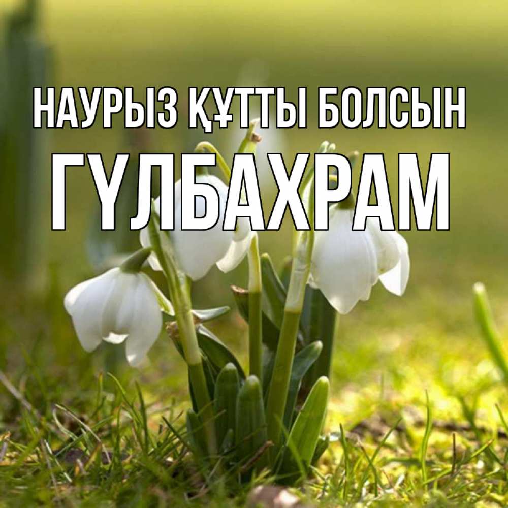 Күн сайын ашық хат с именем, ГҮЛБАХРАМ Наурыз құтты болсын ранние цветы 2 Онлайн тегін жүктеп алу тілектері бар керемет карта 