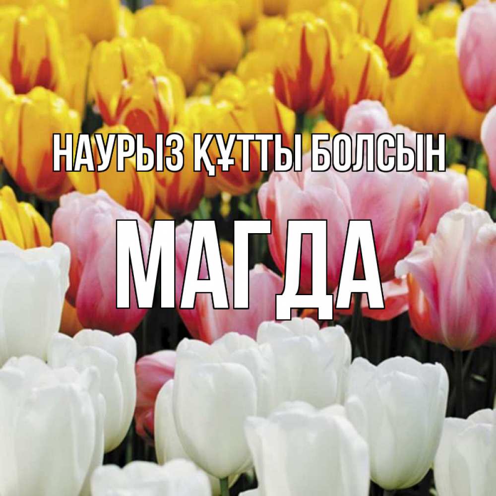 Күн сайын ашық хат с именем, Магда Наурыз құтты болсын разноцветные цветы Онлайн тегін жүктеп алу тілектері бар керемет карта 