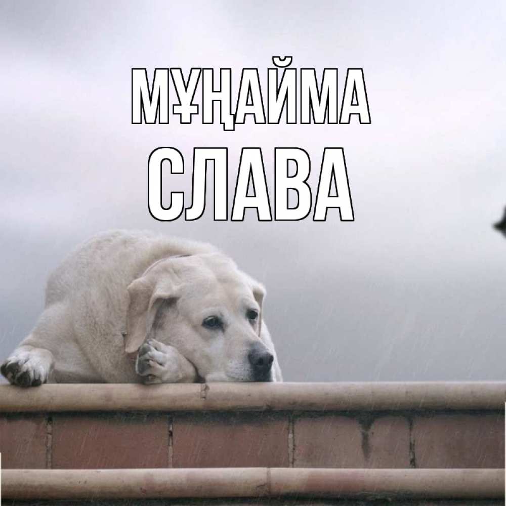 Күн сайын ашық хат с именем, Слава Мұңайма белый пес 1 Онлайн тегін жүктеп алу тілектері бар керемет карта 