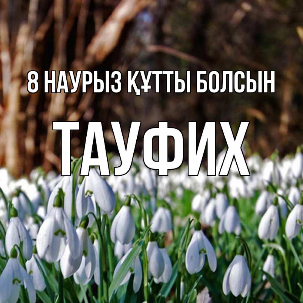 Күн сайын ашық хат с именем, ТАУФИХ 8 наурыз құтты болсын с подснежниками 1 Онлайн тегін жүктеп алу тілектері бар керемет карта 