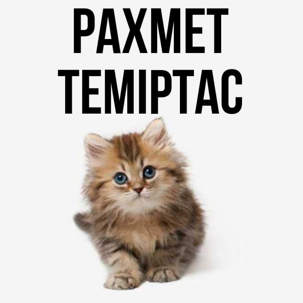 Күн сайын ашық хат с именем, ТЕМІРТАС рахмет пушистый котик Онлайн тегін жүктеп алу тілектері бар керемет карта 