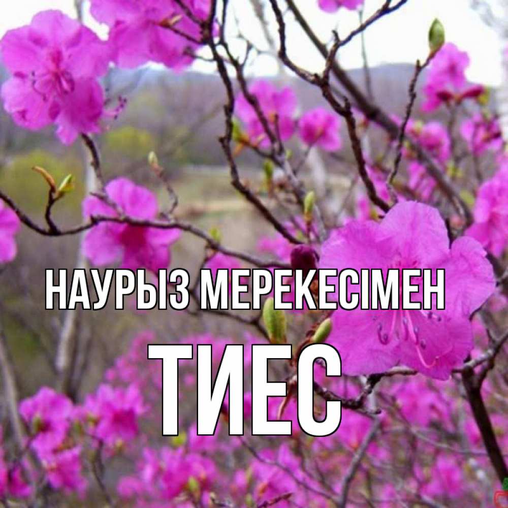 Күн сайын ашық хат с именем, ТИЕС Наурыз мерекесімен праздник весны наурыз Онлайн тегін жүктеп алу тілектері бар керемет карта 