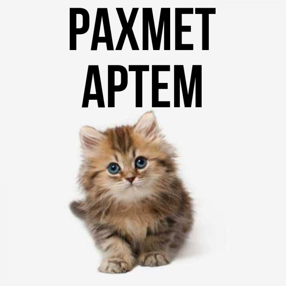 Күн сайын ашық хат с именем, Артем рахмет пушистый котик Онлайн тегін жүктеп алу тілектері бар керемет карта 