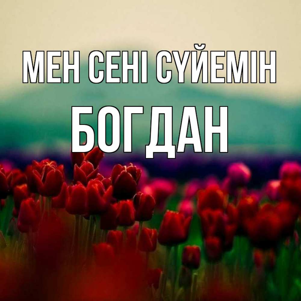 Күн сайын ашық хат с именем, Богдан Мен сені сүйемін тюльпаны 4 Онлайн тегін жүктеп алу тілектері бар керемет карта 