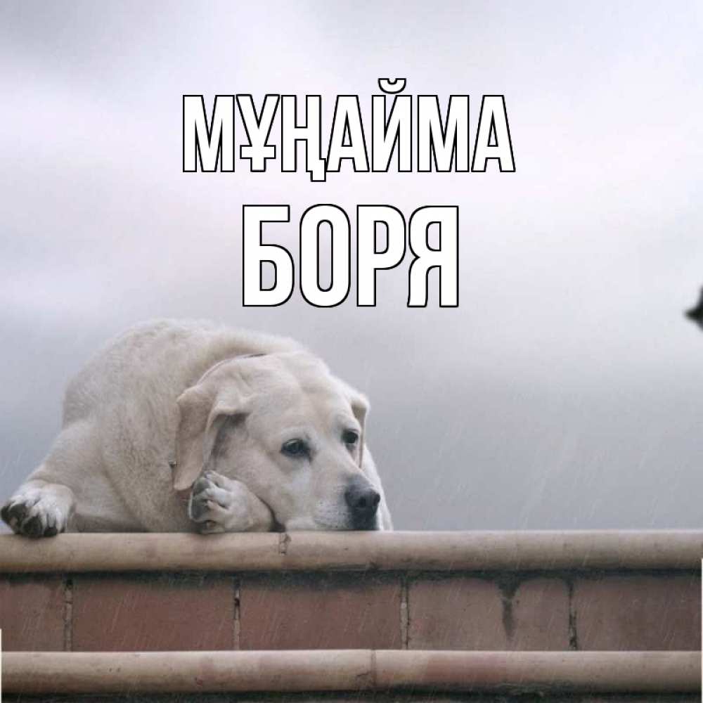 Күн сайын ашық хат с именем, Боря Мұңайма белый пес 1 Онлайн тегін жүктеп алу тілектері бар керемет карта 