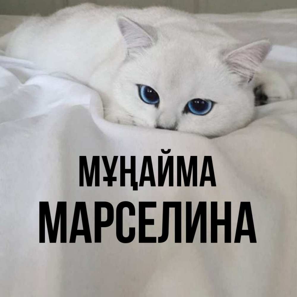 Күн сайын ашық хат с именем, Марселина Мұңайма Голубоглазая кошка Онлайн тегін жүктеп алу тілектері бар керемет карта 