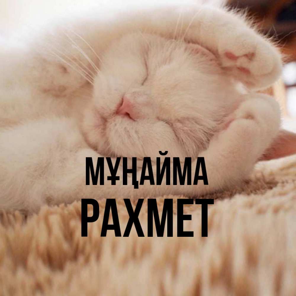 Күн сайын ашық хат с именем, РАХМЕТ Мұңайма Котенок спит Онлайн тегін жүктеп алу тілектері бар керемет карта 