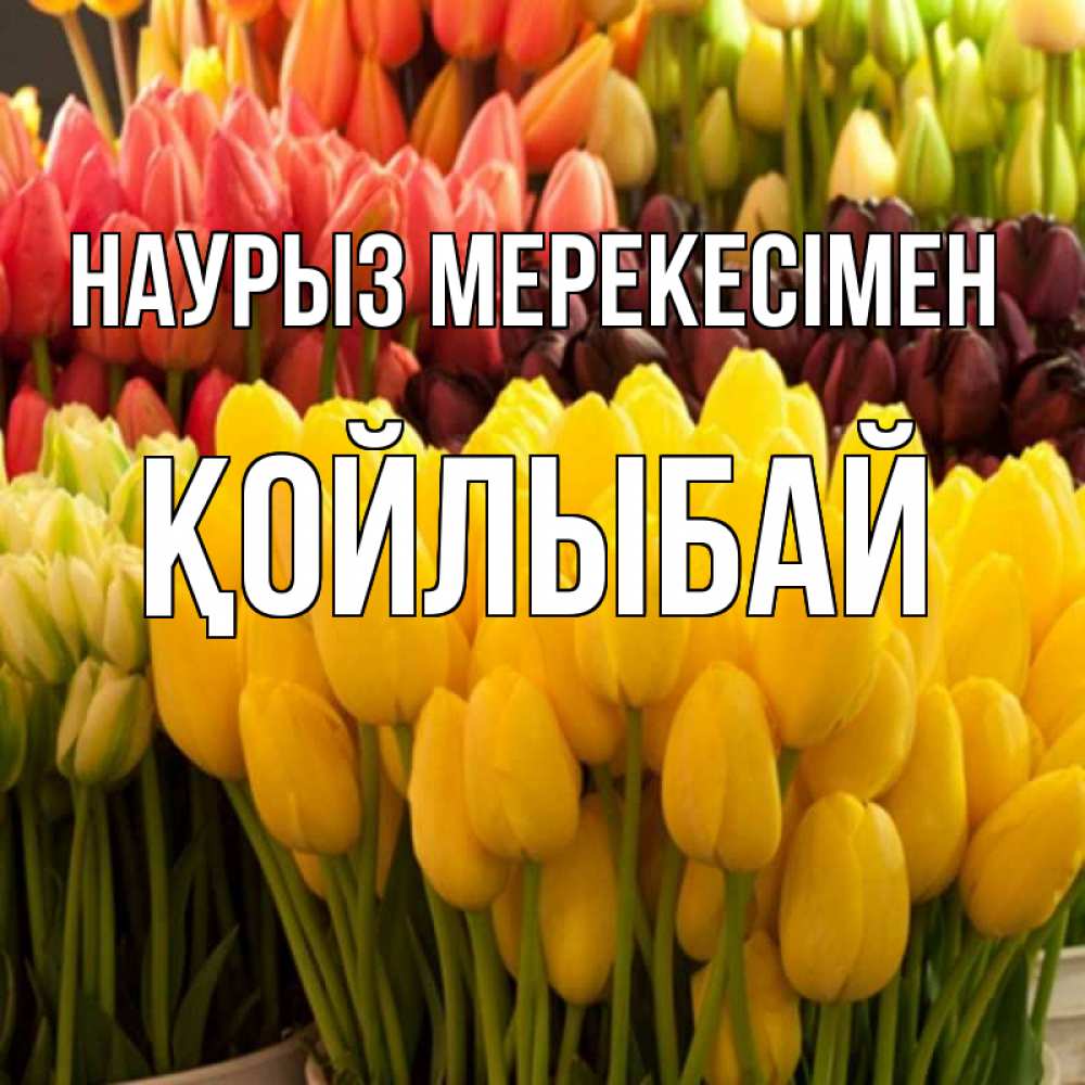 Күн сайын ашық хат с именем, Қойлыбай Наурыз мерекесімен цветы Онлайн тегін жүктеп алу тілектері бар керемет карта 