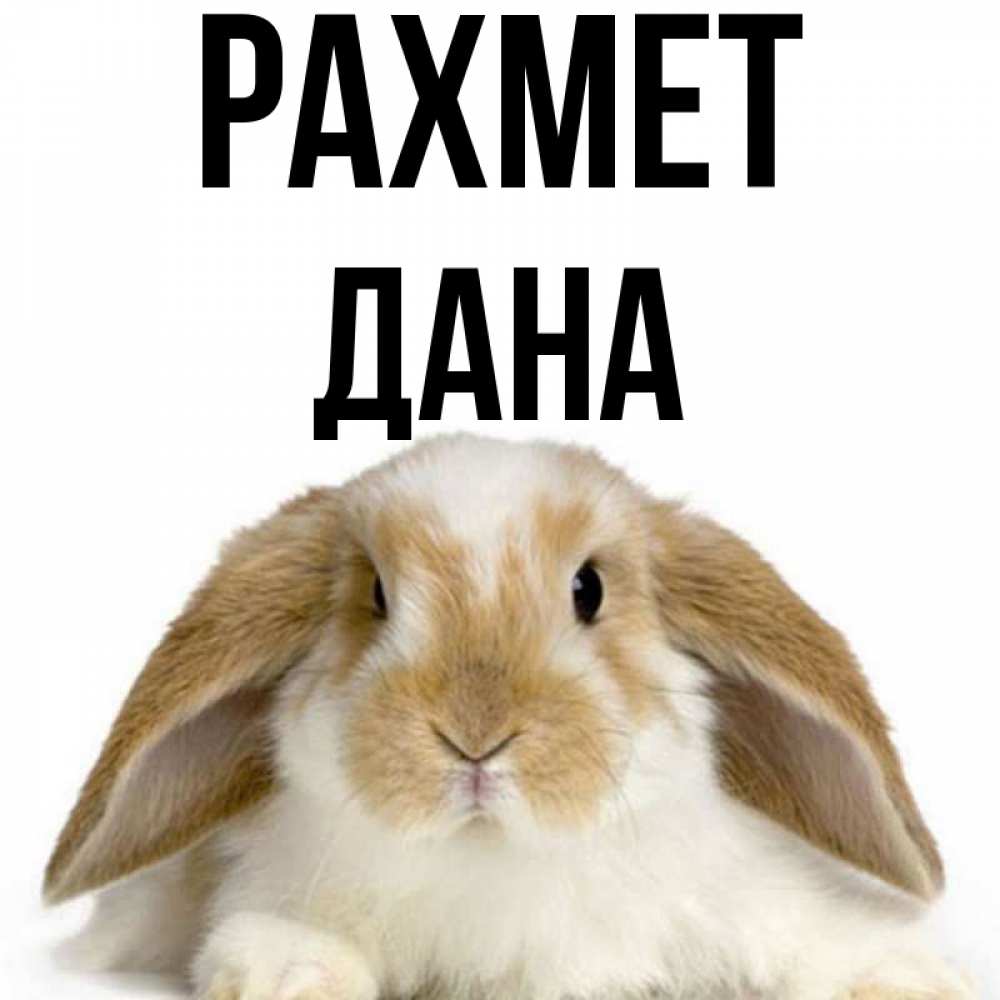Күн сайын ашық хат с именем, ДАНА рахмет коричнево белый заяц Онлайн тегін жүктеп алу тілектері бар керемет карта 
