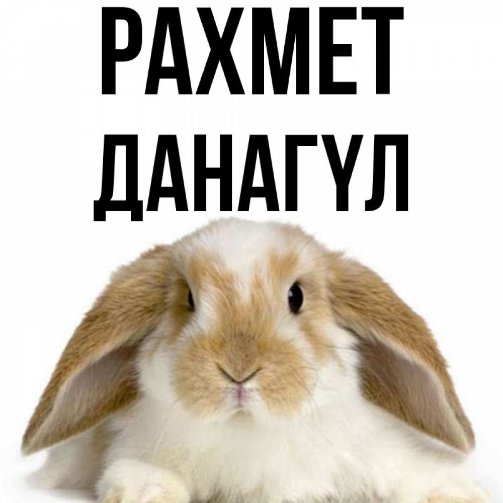 Күн сайын ашық хат с именем, ДАНАГҮЛ рахмет коричнево белый заяц Онлайн тегін жүктеп алу тілектері бар керемет карта 