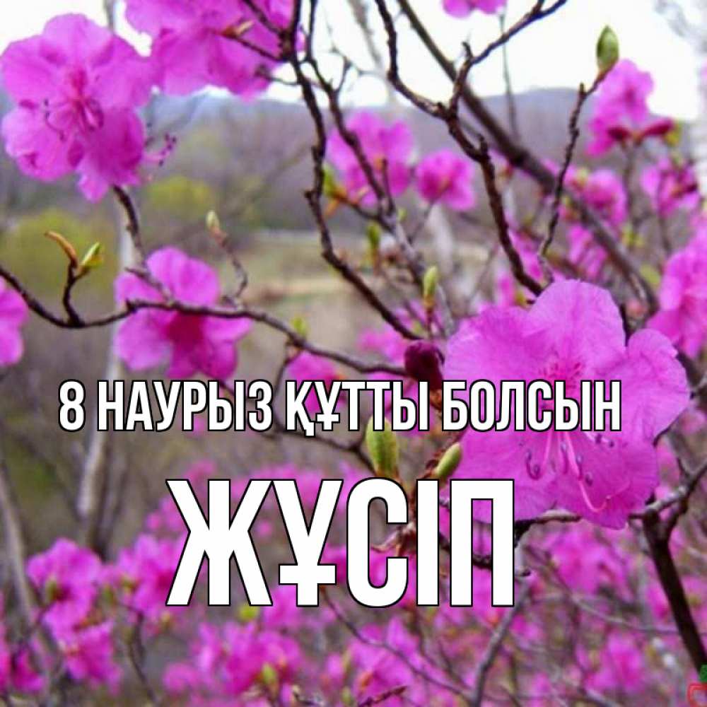 Күн сайын ашық хат с именем, Жұсіп 8 наурыз құтты болсын международный женский день Онлайн тегін жүктеп алу тілектері бар керемет карта 