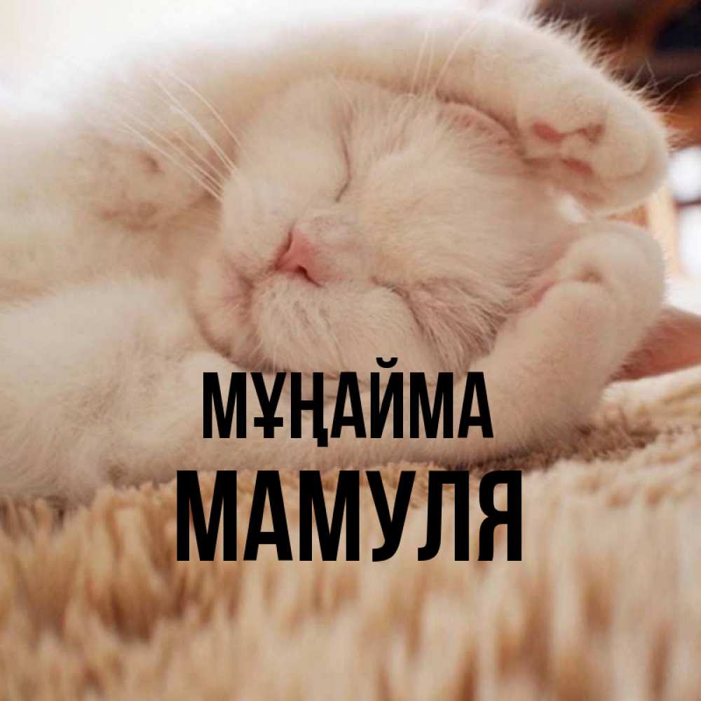 Күн сайын ашық хат с именем, Мамуля Мұңайма Котенок спит Онлайн тегін жүктеп алу тілектері бар керемет карта 