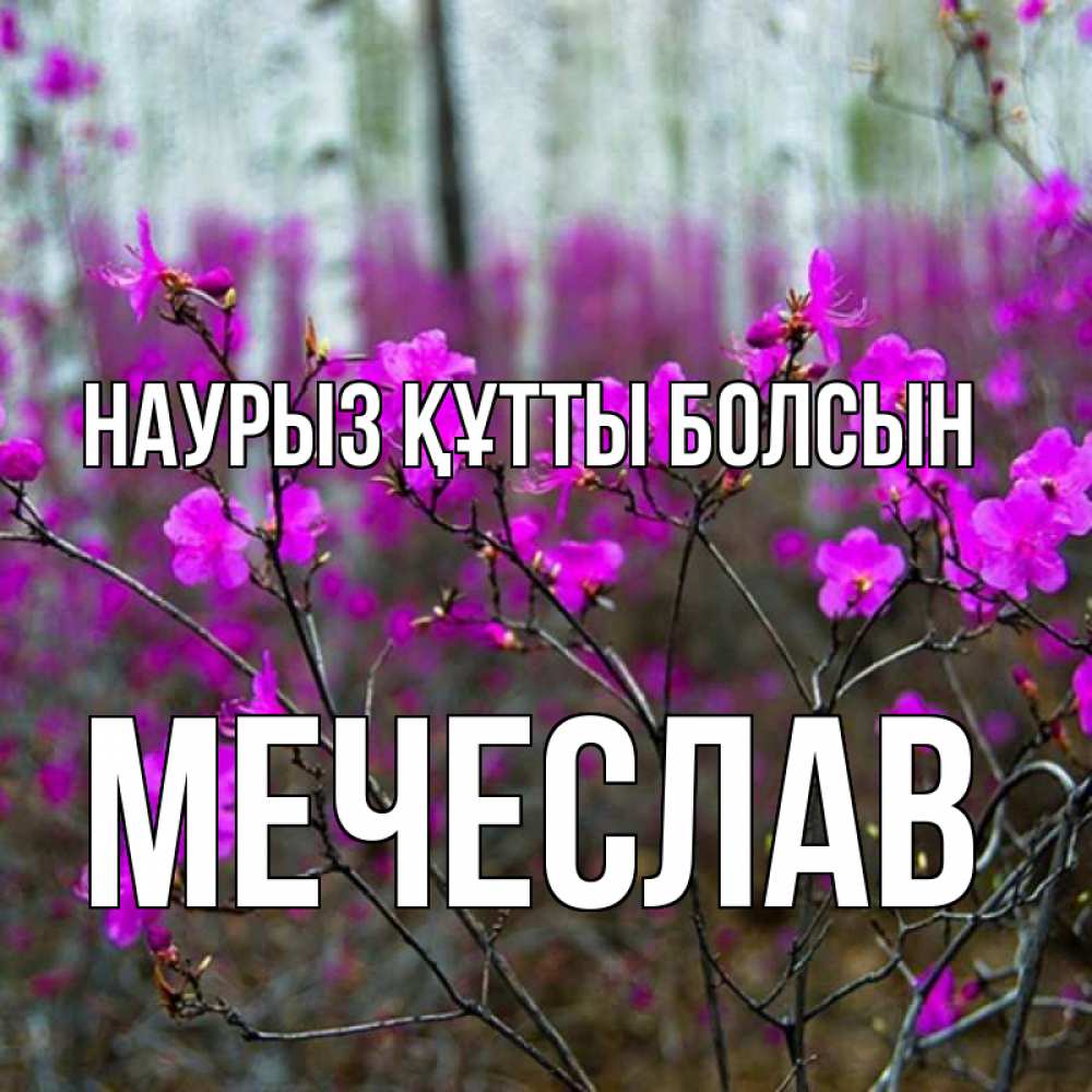 Күн сайын ашық хат с именем, Мечеслав Наурыз құтты болсын дикие цветы Онлайн тегін жүктеп алу тілектері бар керемет карта 
