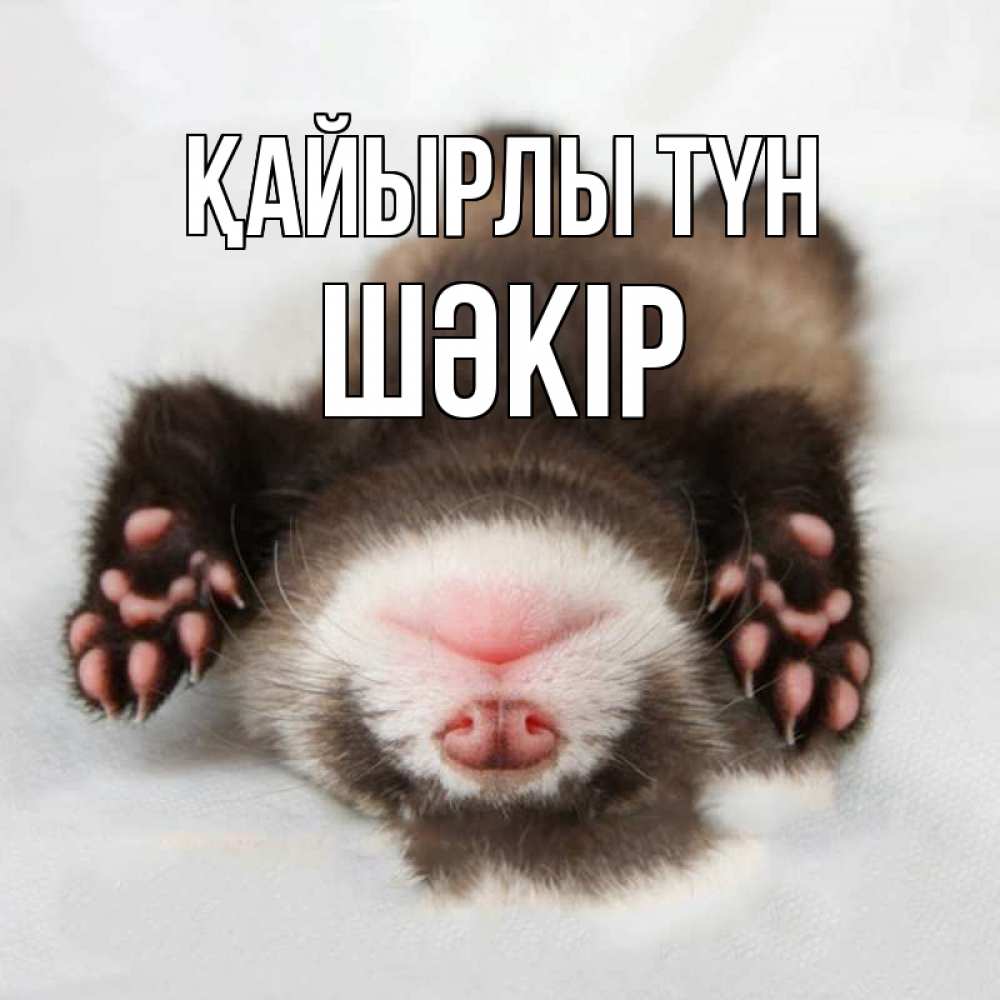 Күн сайын ашық хат с именем, ШӘКІР Қайырлы түн зверек Онлайн тегін жүктеп алу тілектері бар керемет карта 