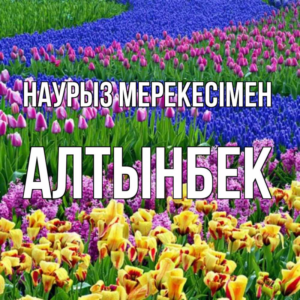 Күн сайын ашық хат с именем, Алтынбек Наурыз мерекесімен цветы Онлайн тегін жүктеп алу тілектері бар керемет карта 