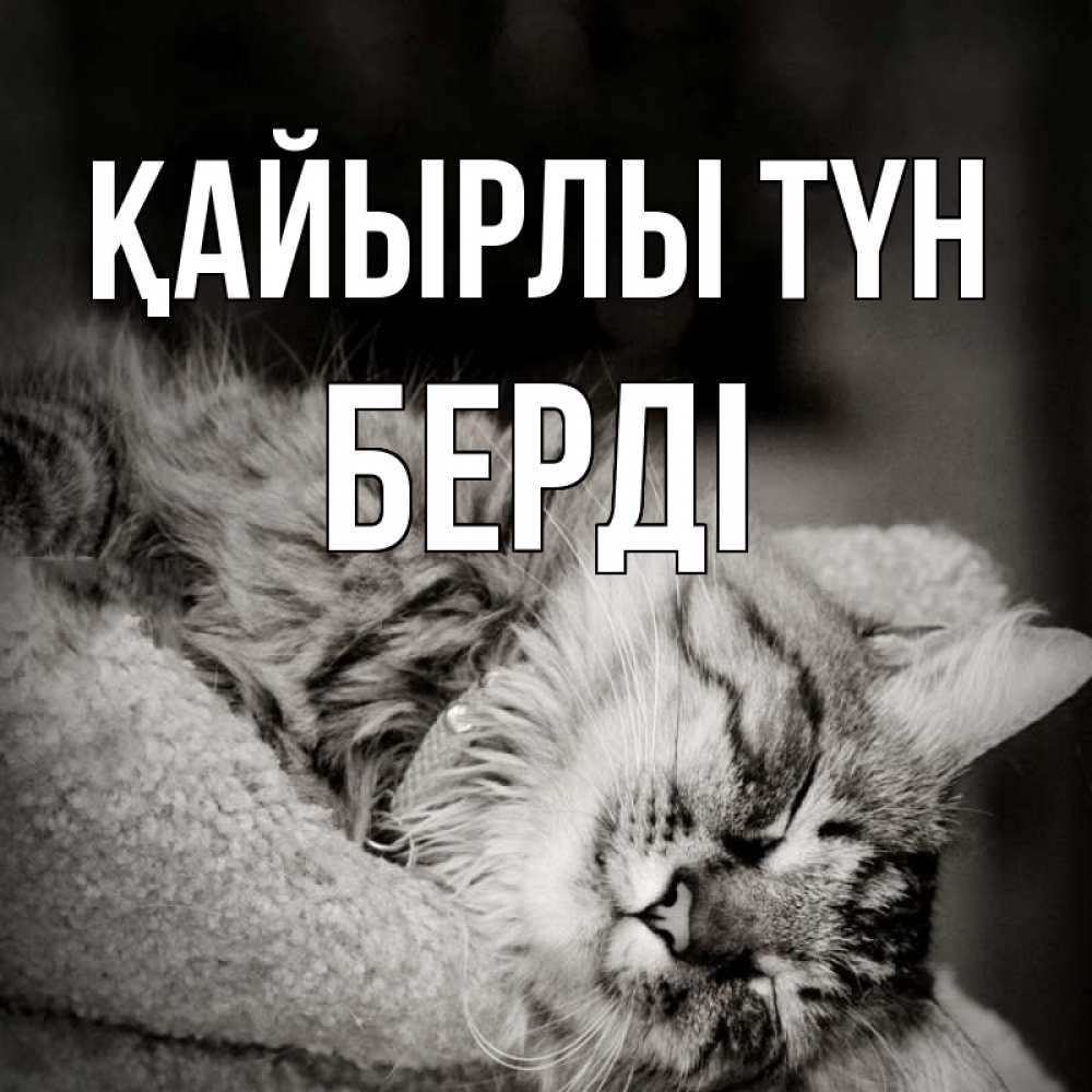 Күн сайын ашық хат с именем, Берді Қайырлы түн котярик пушистый Онлайн тегін жүктеп алу тілектері бар керемет карта 