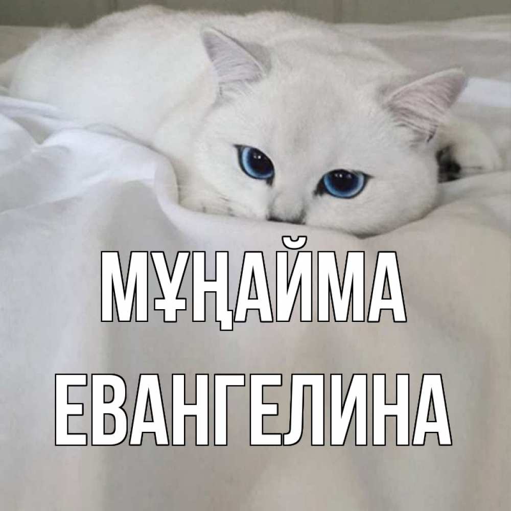 Күн сайын ашық хат с именем, Евангелина Мұңайма белый кот с голубыми глазами на белоснежной кровати Онлайн тегін жүктеп алу тілектері бар керемет карта 