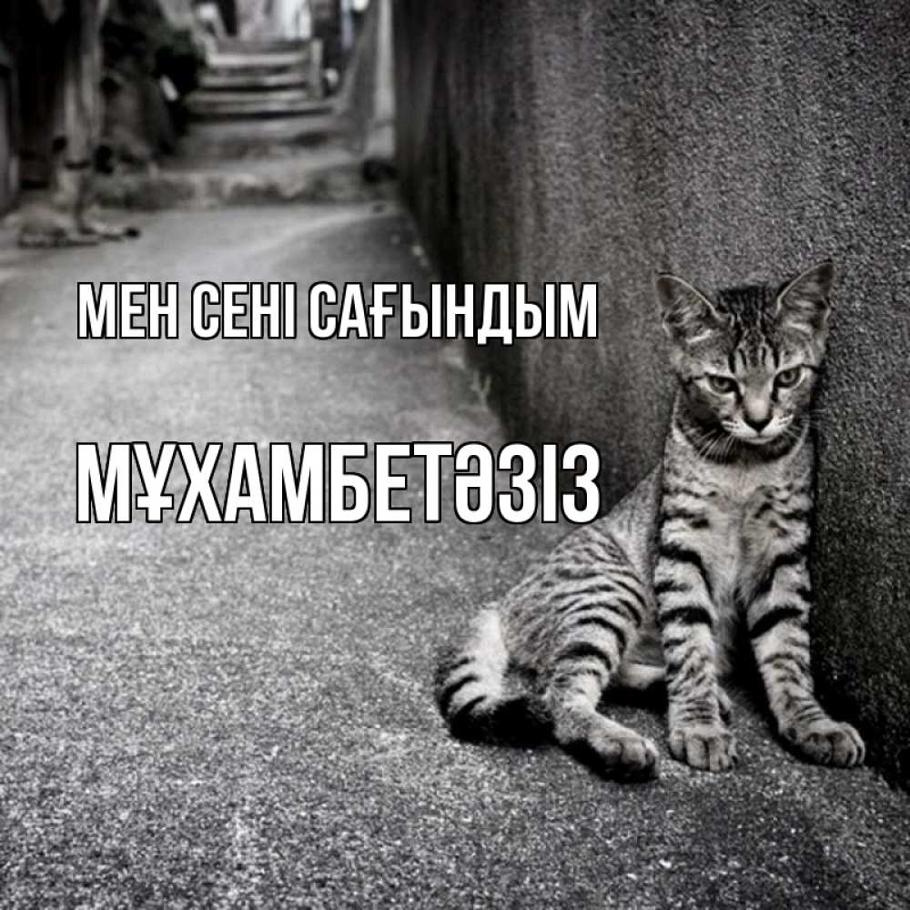 Күн сайын ашық хат с именем, МҰХАМБЕТӘЗІЗ Мен сені сағындым одиноко котику Онлайн тегін жүктеп алу тілектері бар керемет карта 