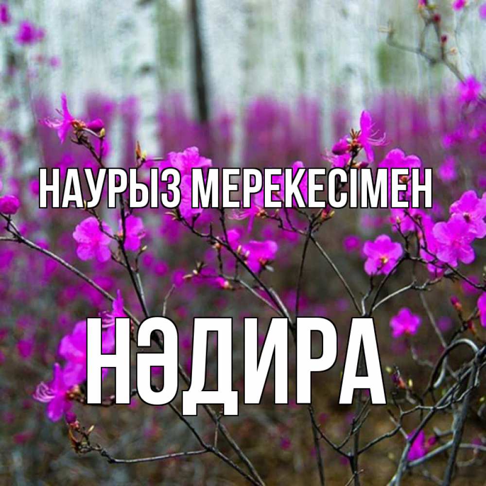 Күн сайын ашық хат с именем, НӘДИРА Наурыз мерекесімен дикие цветы Онлайн тегін жүктеп алу тілектері бар керемет карта 