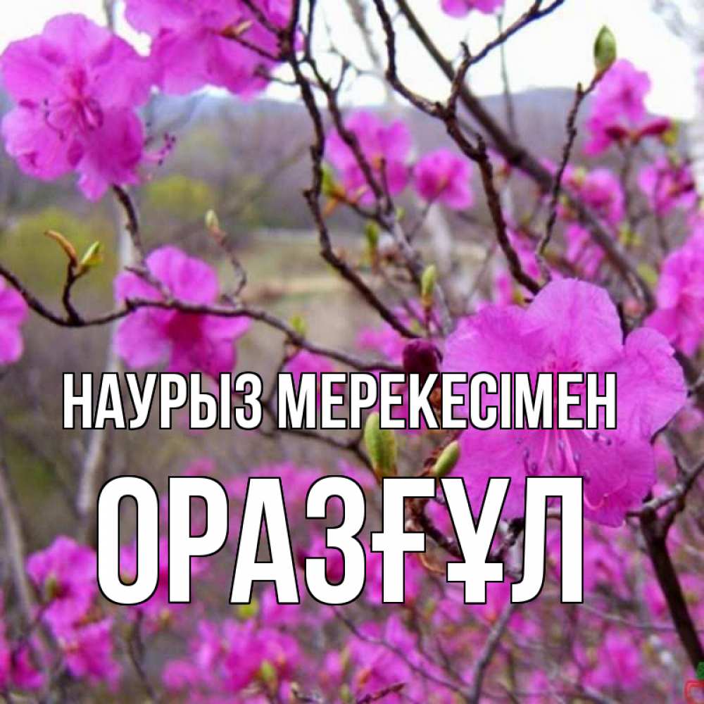 Күн сайын ашық хат с именем, ОРАЗҒҰЛ Наурыз мерекесімен праздник весны наурыз Онлайн тегін жүктеп алу тілектері бар керемет карта 