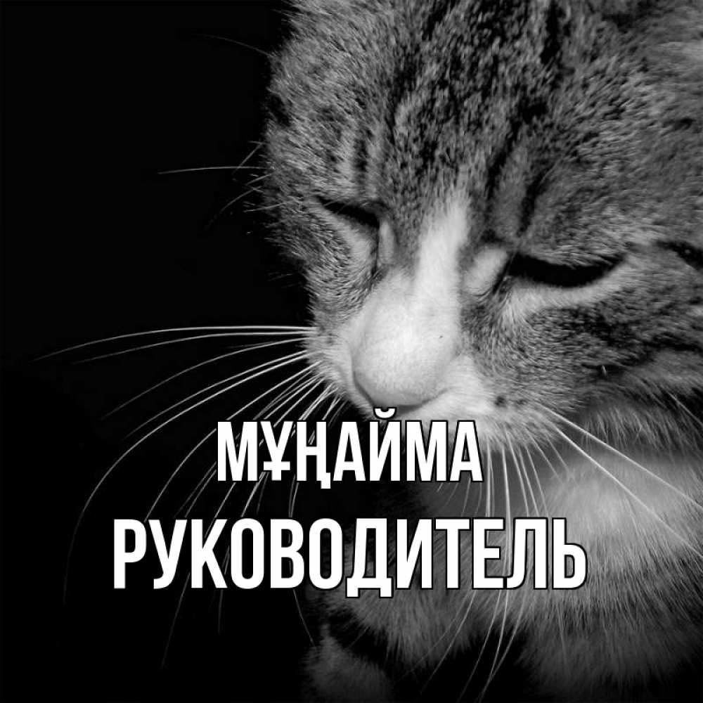 Күн сайын ашық хат с именем, Руководитель Мұңайма грустный котик Онлайн тегін жүктеп алу тілектері бар керемет карта 