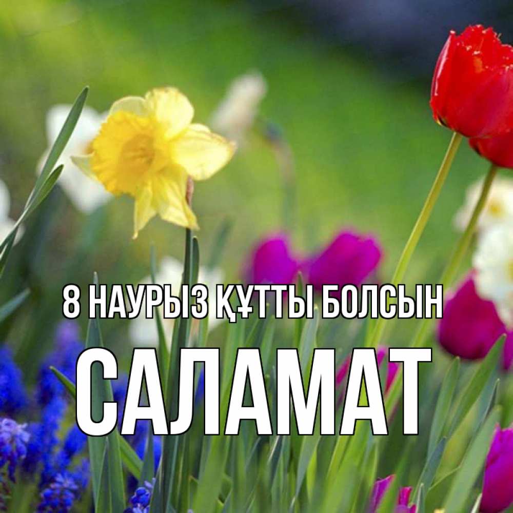 Күн сайын ашық хат с именем, САЛАМАТ 8 наурыз құтты болсын международный женский день 3 Онлайн тегін жүктеп алу тілектері бар керемет карта 