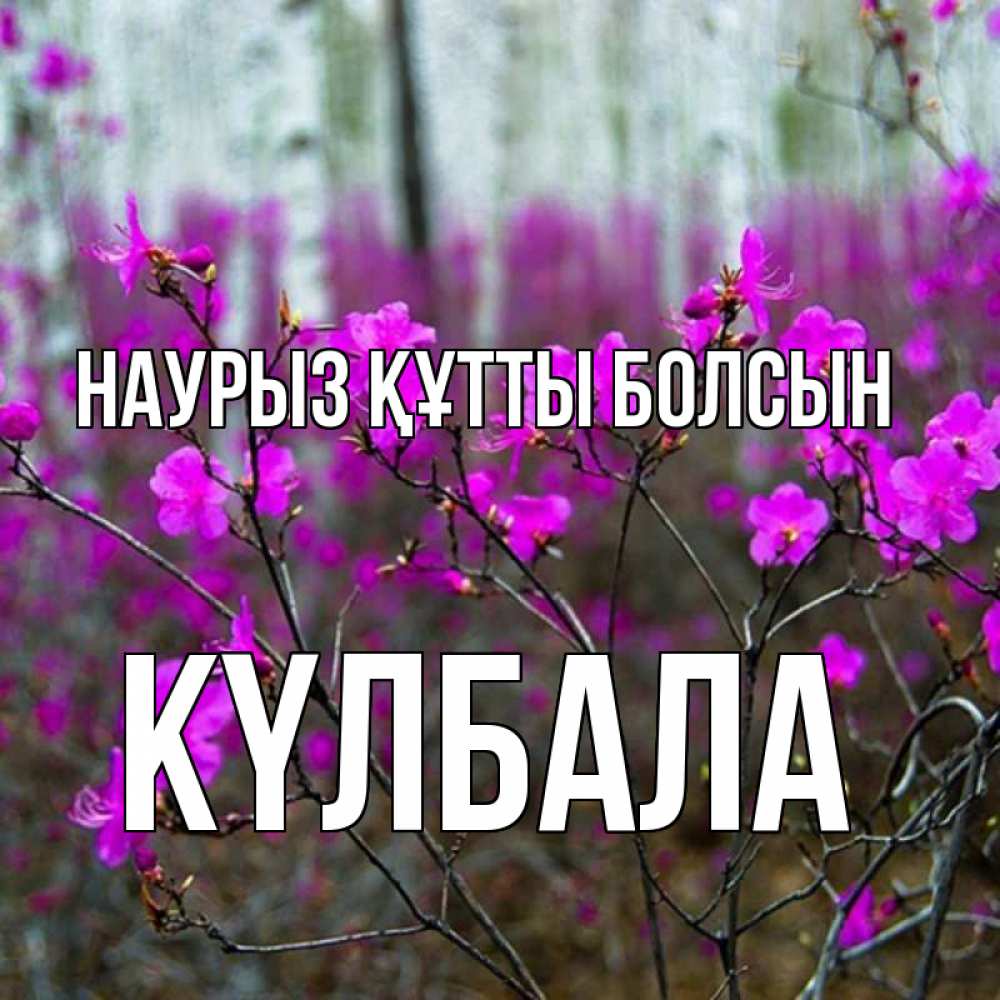 Күн сайын ашық хат с именем, Күлбала Наурыз құтты болсын дикие цветы Онлайн тегін жүктеп алу тілектері бар керемет карта 