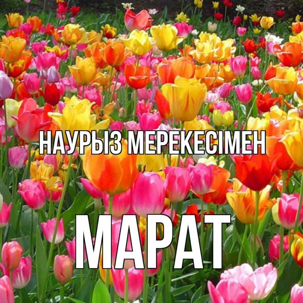 Күн сайын ашық хат с именем, МАРАТ Наурыз мерекесімен праздник весны наурыз 4 Онлайн тегін жүктеп алу тілектері бар керемет карта 