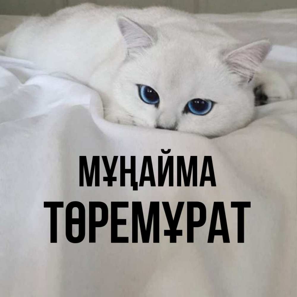 Күн сайын ашық хат с именем, Төремұрат Мұңайма Голубоглазая кошка Онлайн тегін жүктеп алу тілектері бар керемет карта 