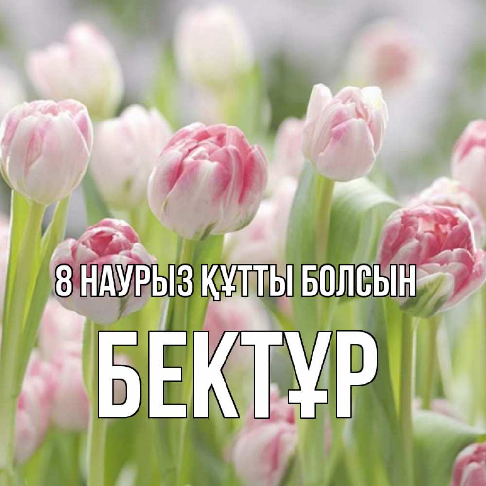 Күн сайын ашық хат с именем, Бектұр 8 наурыз құтты болсын цветы Онлайн тегін жүктеп алу тілектері бар керемет карта 