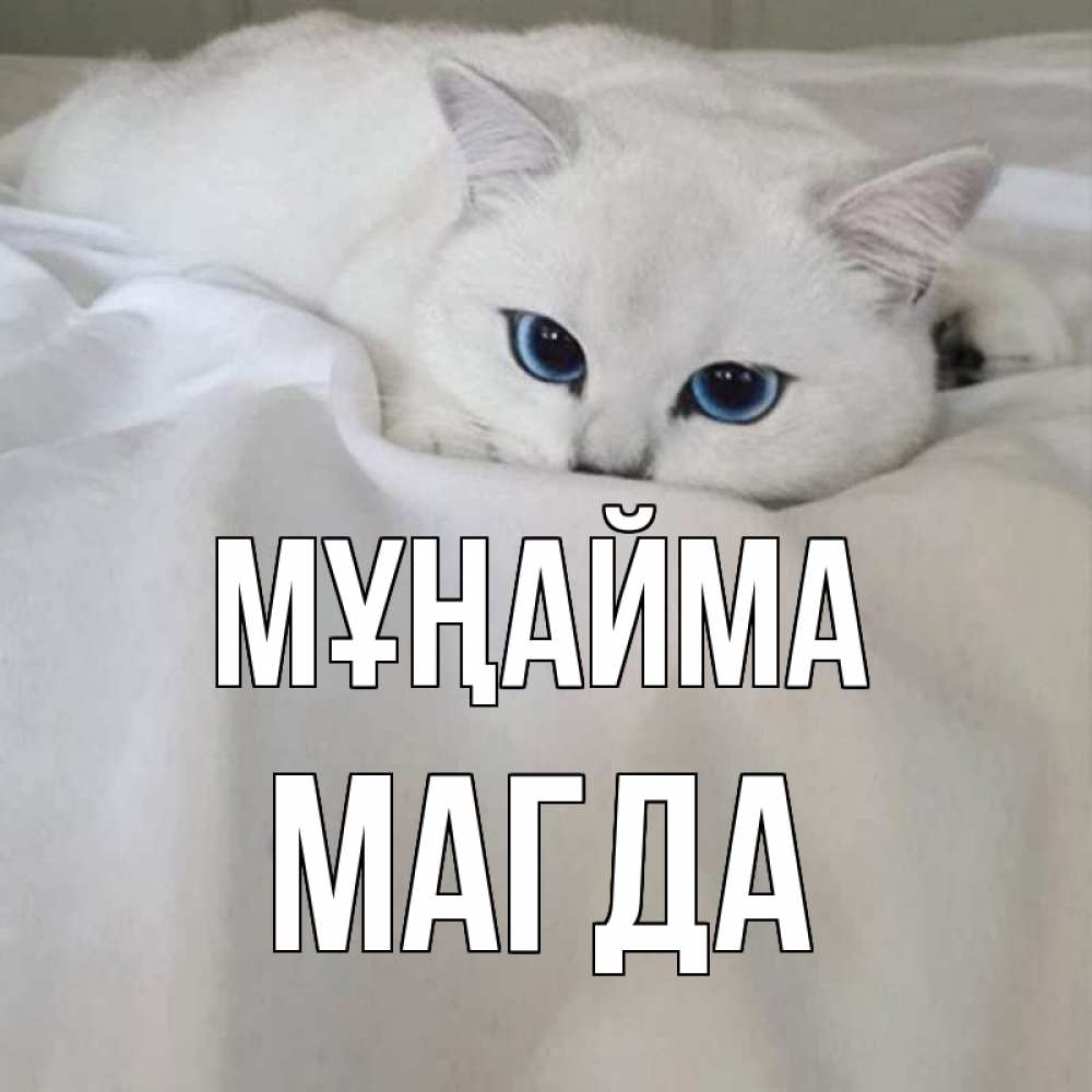 Күн сайын ашық хат с именем, Магда Мұңайма белый кот с голубыми глазами на белоснежной кровати Онлайн тегін жүктеп алу тілектері бар керемет карта 