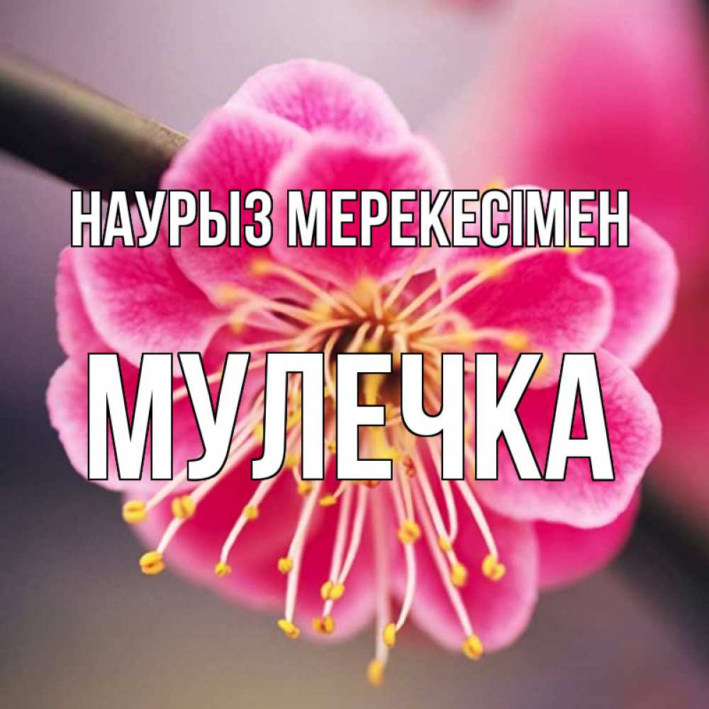 Күн сайын ашық хат с именем, Мулечка Наурыз мерекесімен цветы Онлайн тегін жүктеп алу тілектері бар керемет карта 