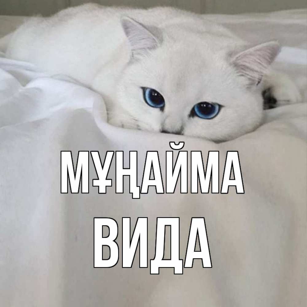 Күн сайын ашық хат с именем, Вида Мұңайма белый кот с голубыми глазами на белоснежной кровати Онлайн тегін жүктеп алу тілектері бар керемет карта 