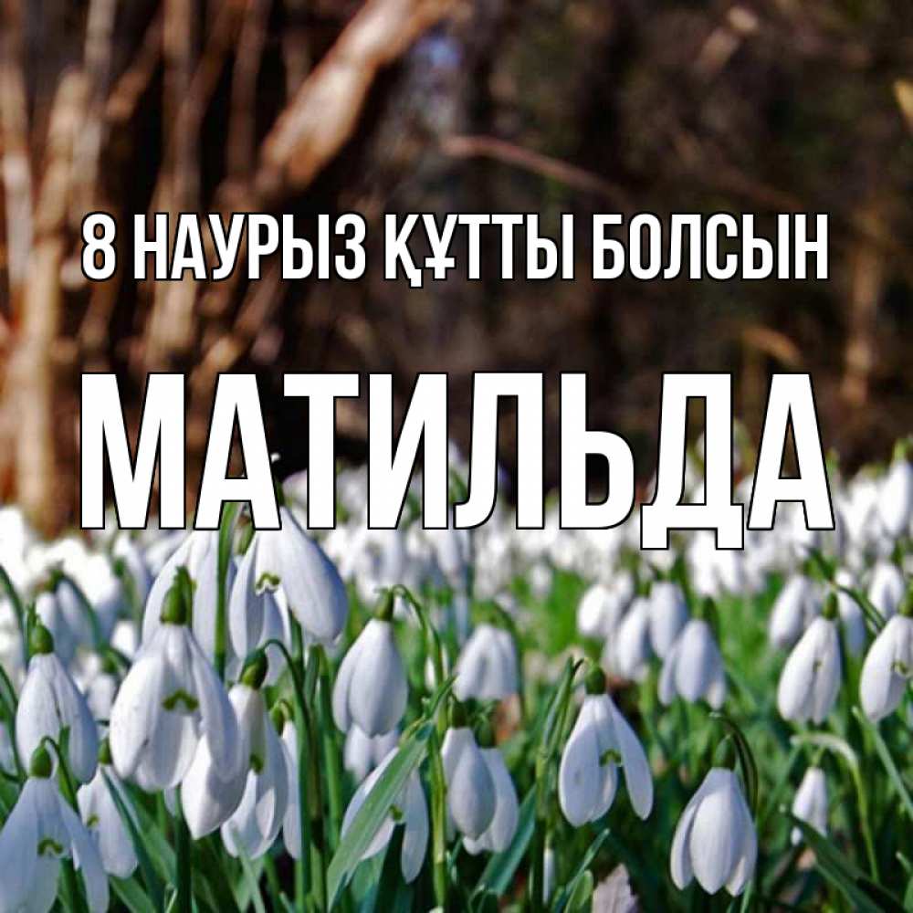 Күн сайын ашық хат с именем, Матильда 8 наурыз құтты болсын с подснежниками 1 Онлайн тегін жүктеп алу тілектері бар керемет карта 