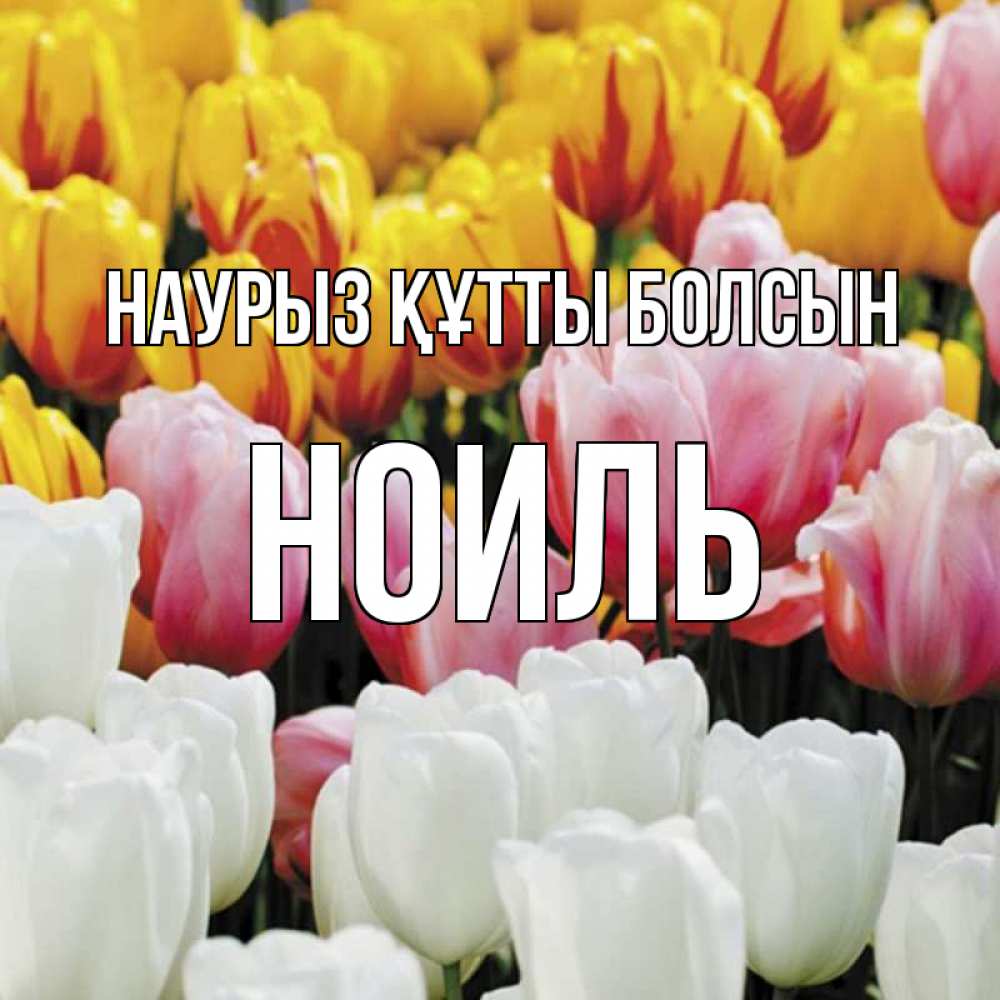 Күн сайын ашық хат с именем, НОИЛЬ Наурыз құтты болсын разноцветные цветы Онлайн тегін жүктеп алу тілектері бар керемет карта 