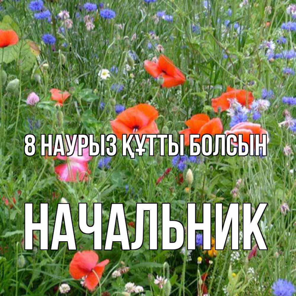 Күн сайын ашық хат с именем, Начальник 8 наурыз құтты болсын международный женский день 4 Онлайн тегін жүктеп алу тілектері бар керемет карта 