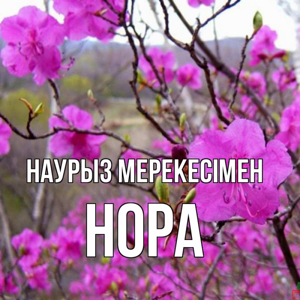 Күн сайын ашық хат с именем, Нора Наурыз мерекесімен праздник весны наурыз Онлайн тегін жүктеп алу тілектері бар керемет карта 