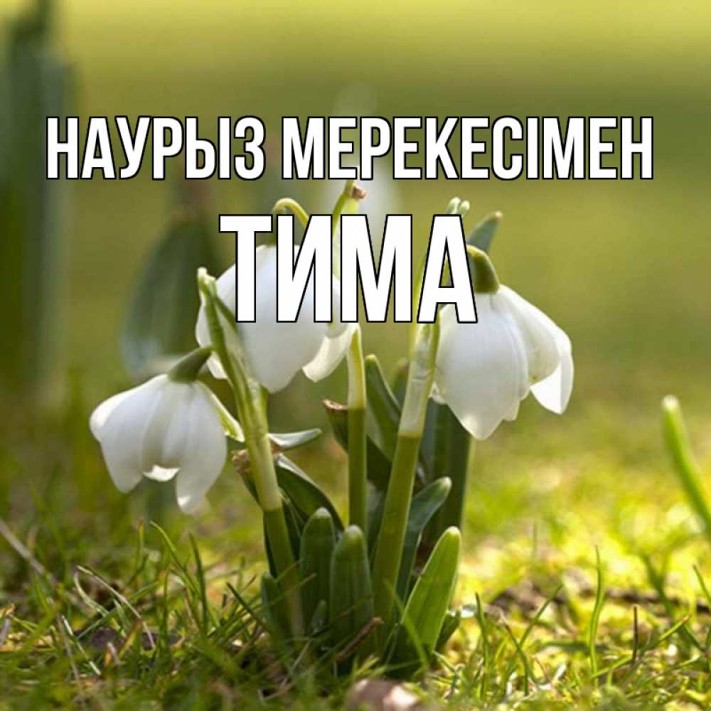 Күн сайын ашық хат с именем, Тима Наурыз мерекесімен ранние цветы 2 Онлайн тегін жүктеп алу тілектері бар керемет карта 
