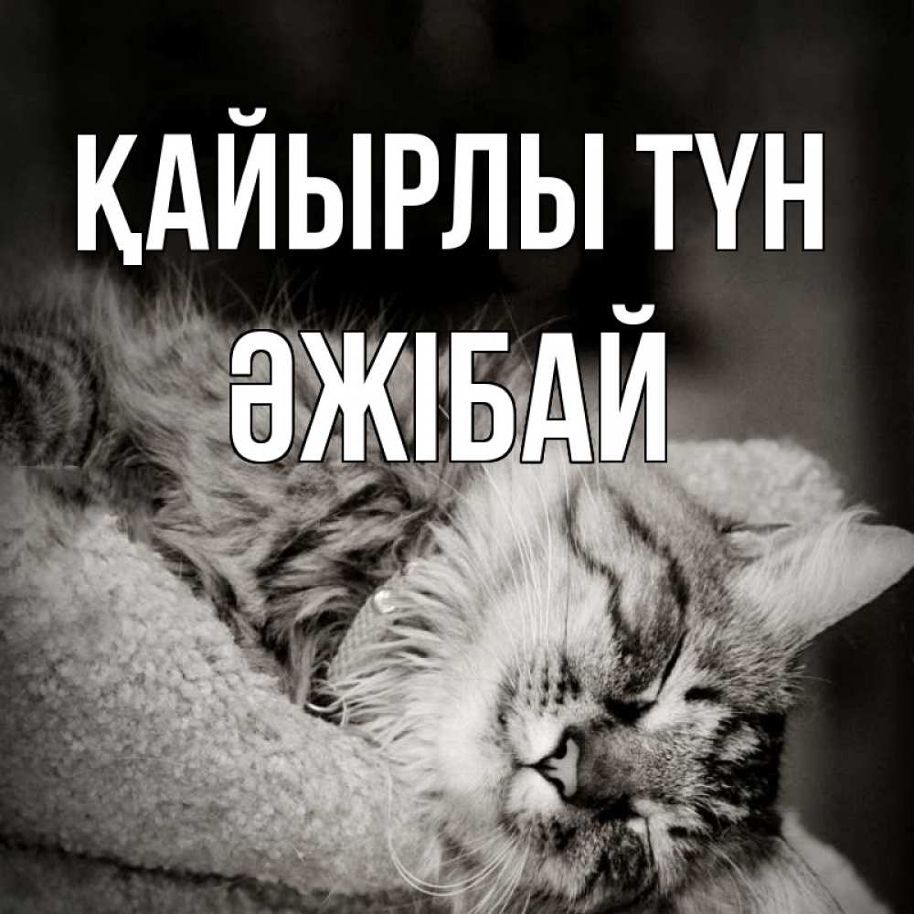 Күн сайын ашық хат с именем, Әжібай Қайырлы түн котярик пушистый Онлайн тегін жүктеп алу тілектері бар керемет карта 