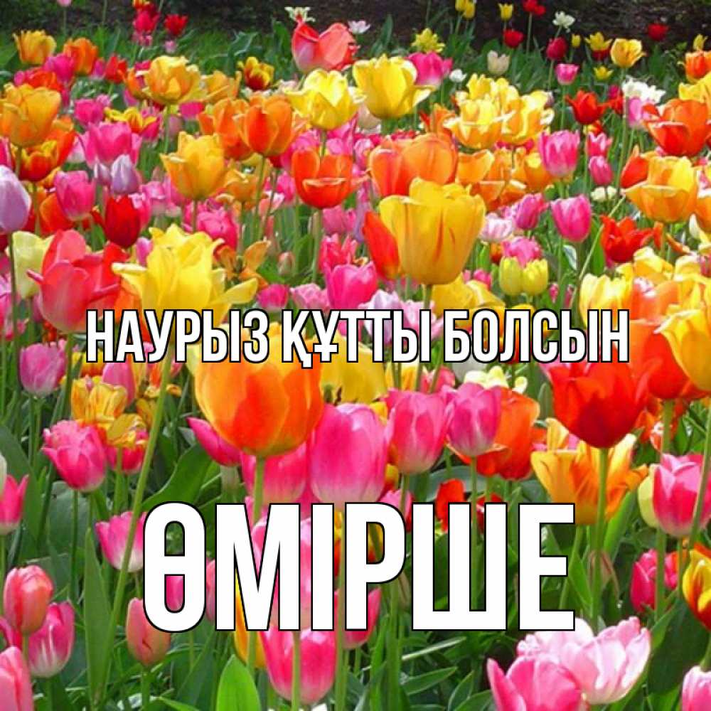 Күн сайын ашық хат с именем, ӨМІРШЕ Наурыз құтты болсын на наурыз  ура ура Онлайн тегін жүктеп алу тілектері бар керемет карта 