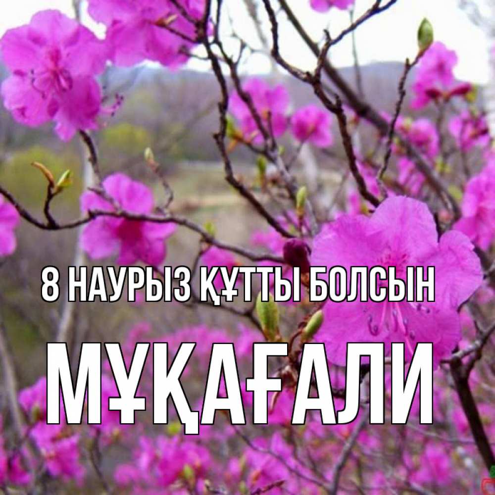 Күн сайын ашық хат с именем, МҰҚАҒАЛИ 8 наурыз құтты болсын международный женский день Онлайн тегін жүктеп алу тілектері бар керемет карта 