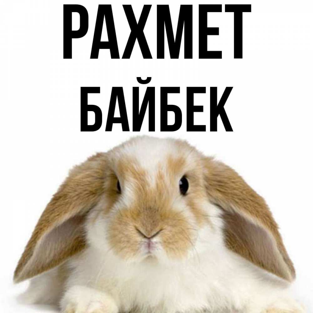 Күн сайын ашық хат с именем, Байбек рахмет коричнево белый заяц Онлайн тегін жүктеп алу тілектері бар керемет карта 