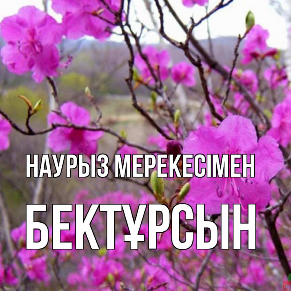 Күн сайын ашық хат с именем, Бектұрсын Наурыз мерекесімен праздник весны наурыз Онлайн тегін жүктеп алу тілектері бар керемет карта 