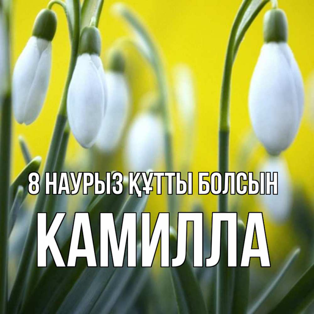 Күн сайын ашық хат с именем, Камилла 8 наурыз құтты болсын весенние цветы Онлайн тегін жүктеп алу тілектері бар керемет карта 